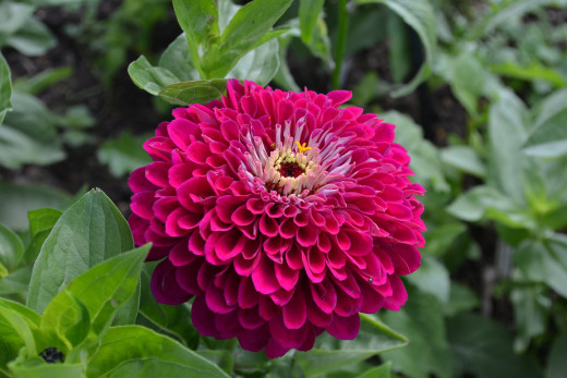 1606814 (a): :2600x1733